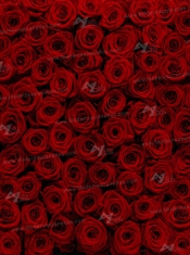 poster NO 14-077-4